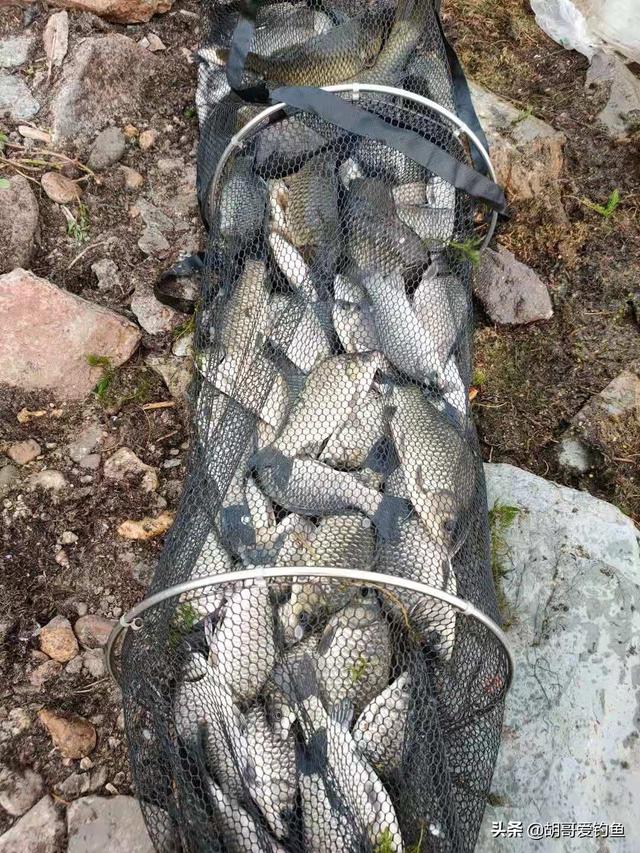 红鲫鱼怎么样饲养，红鲫鱼养殖技术（你不知道的钓鱼冷知识<4>）