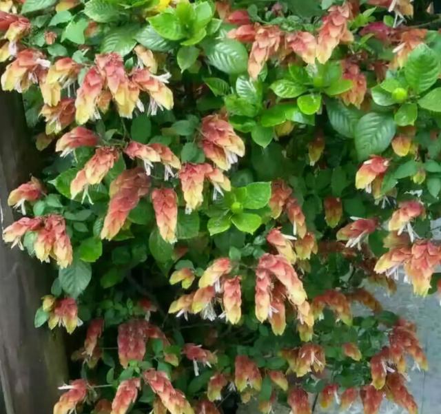 金鱼草怎么养，1种花长得像金鱼（金鱼草怎么养殖维护啊）