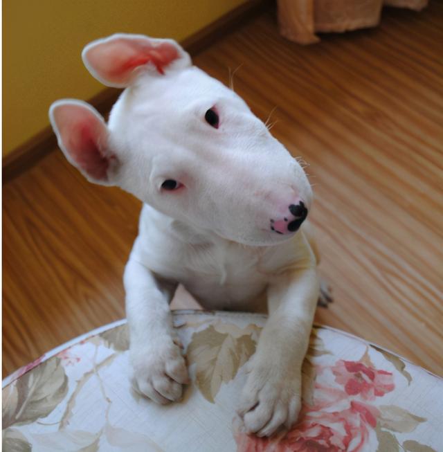 牛头梗为什么禁养，斗牛梗犬图片（在国内很多城市都不能养）