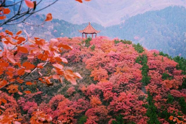 满山红叶似彩霞，阿宝歌曲大全（山东最全赏红叶地图来了）