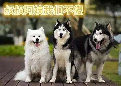 雪橇犬三傻是哪三傻，雪橇三傻分别是什么狗（“雪橇三傻”到底谁最“傻”）