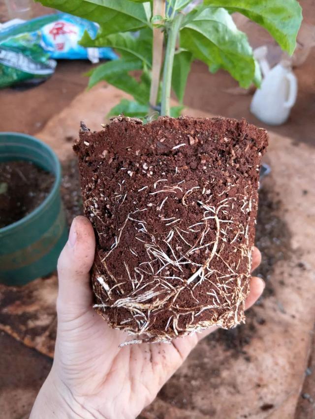 霸王花是火龙果的花吗，昙花、霸王花、火龙果花和令箭荷花的区别（奶奶把一根枝插土里）