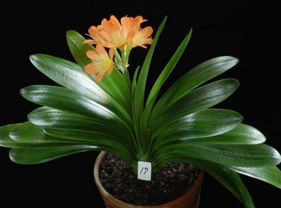 君子兰为什么不能送人，送人君子兰的寓意（送人君子兰的寓意是什么）