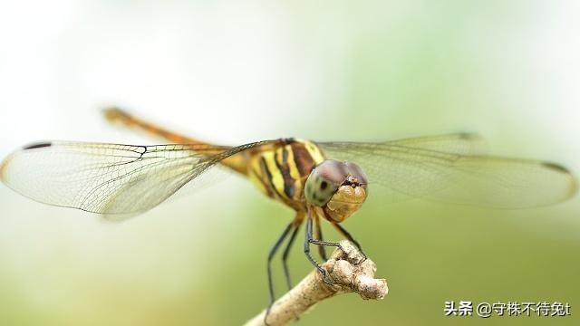 脸皮厚度为多少毫米，大部分人脸皮厚度多少毫米（脸皮的厚度会随着年龄变化）
