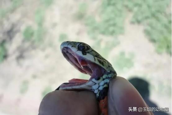 野鸡脖子是什么蛇，野鸡脖子蛇学名叫什么（农村活动最频繁的两种微毒蛇）