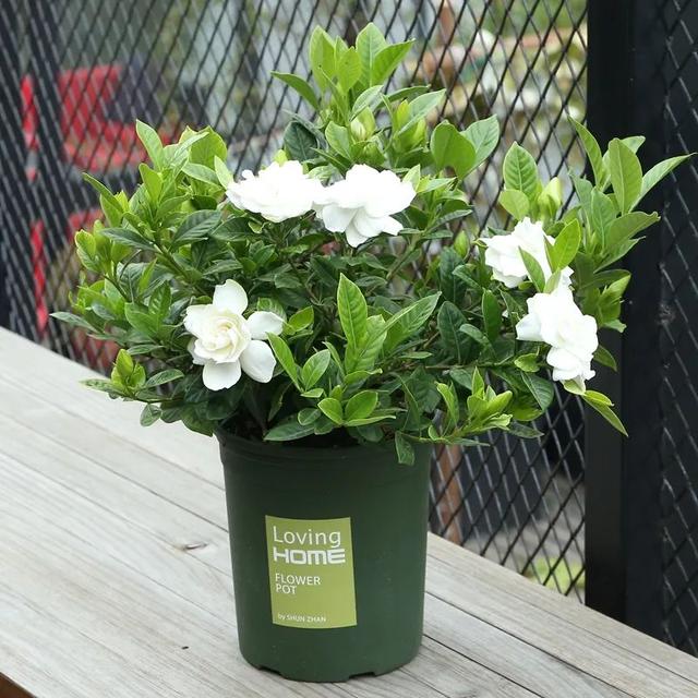 室内养什么花最好，室内适合养什么样的花（最香的10种花）