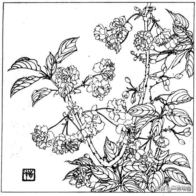 简笔画报花名：手绘铅笔画“白杜鹃花”画法，简笔画报花名（百花苑——白描百花分享<一>）