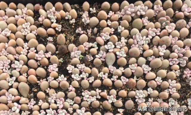 多肉扦插方法图解，多肉扦插方法图解视频（多肉扦插繁殖）