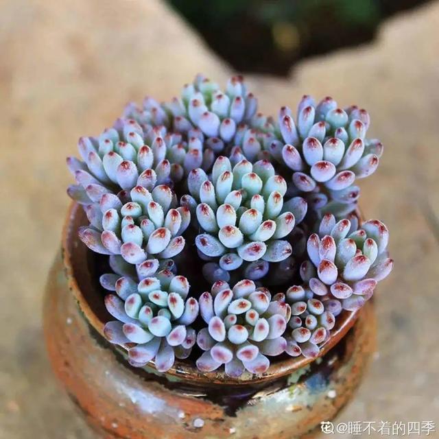 香草兰花怎么养，香兰草怎么种植（屋里养盆“香水花”）