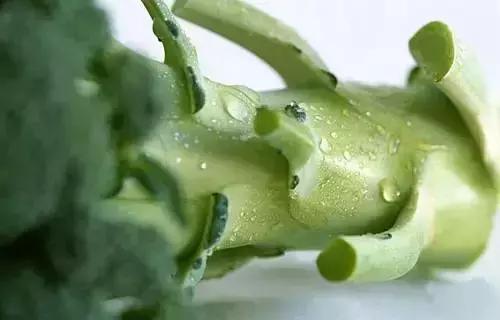 西兰花的茎能吃吗，西兰花的杆子可以吃吗（被扔掉的8种食物“边角料”）