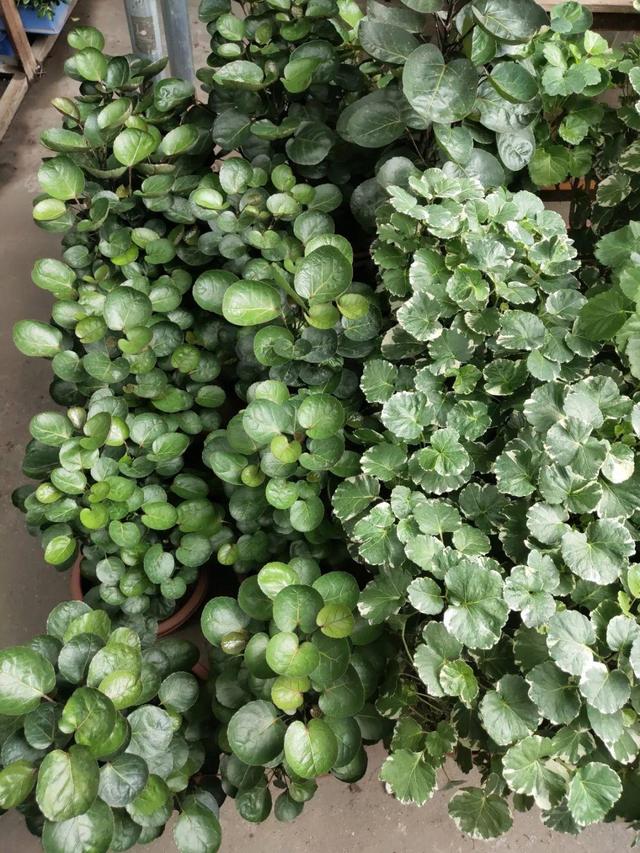 荷花最好看的品种是什么，这花最好看、最好养