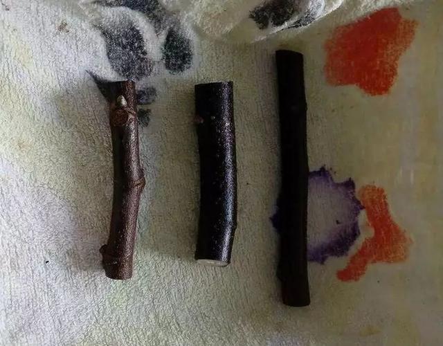 霸王花是火龙果的花吗，昙花、霸王花、火龙果花和令箭荷花的区别（奶奶把一根枝插土里）