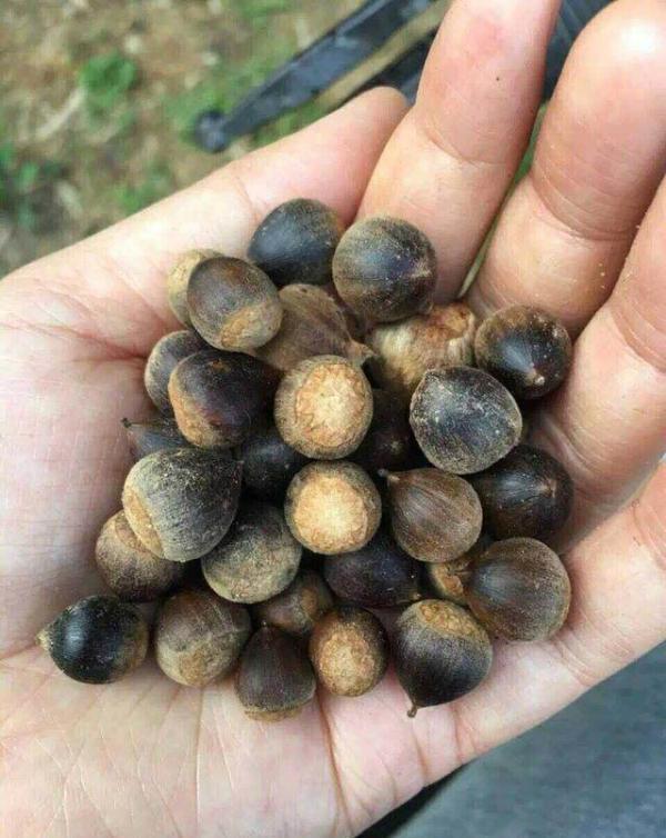 野果100种大全图片及名称,南方很常见的30多种野果 - 玉三网