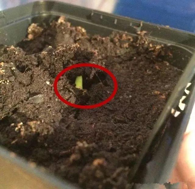 洋葱会开花吗怎么种洋葱，1个洋葱丢盆里