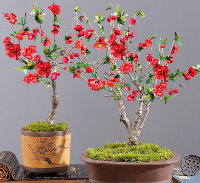 家里为什么不能养荷花，家里荷花挂在什么方位好（9种“名花”富贵吉利）