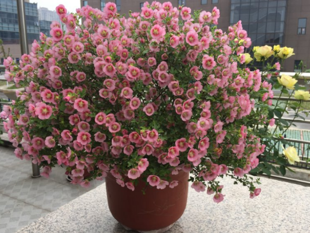 请问一下小木槿的种植方法，盆栽小木槿的养殖方法（养\