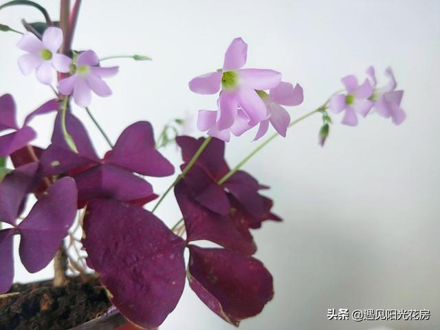 三角紫叶酢浆草，盆栽养护紫叶酢浆草（三角紫叶酢浆草的养殖方法和注意事项）