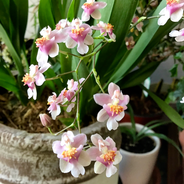 冬天开的花有哪些，冬天开的花有哪些花（5种“漂亮花”）