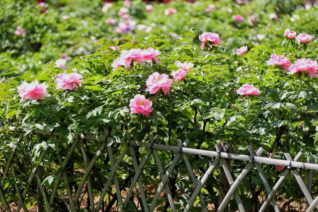 关于谷雨的简单介绍，关于谷雨的简单介绍20字（二十四节气之谷雨）