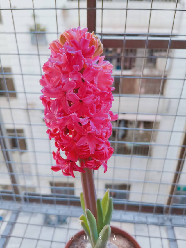 风信子图片，11月份最适合养风信子（风信子图片）