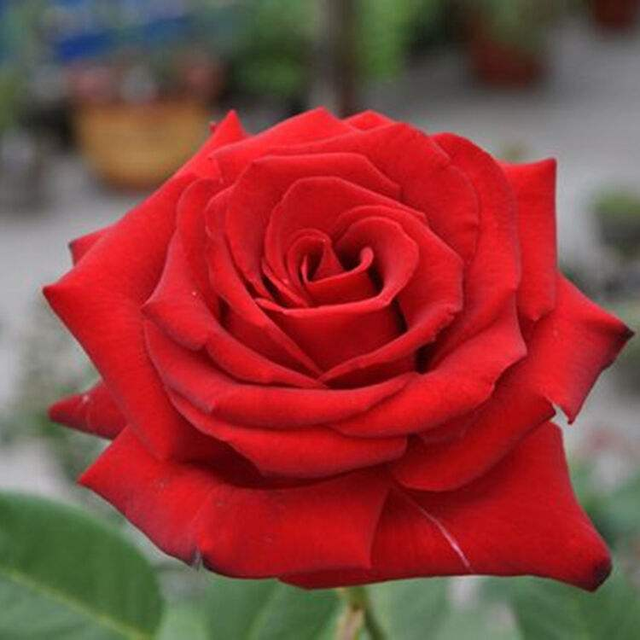 情人节送什么花比较好点，这几种花颜色多还实惠