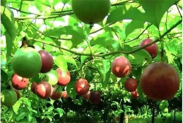 韶关美食，韶关美食排行榜前十名（韶关的十二“食”辰！）