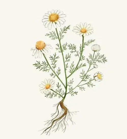 洋甘菊花语寓意，洋甘菊的花语和寓意是什么（礼赞•花语）