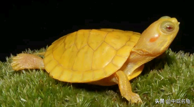 乌龟一般吃什么，家养的小乌龟一般吃什么（最全面的新手养龟攻略）