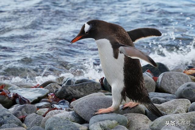 南极最低温度是多少最热多少啊，南极最高温度是多少（最低温度达到惊人的-89.2℃）