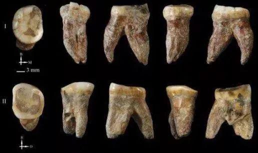 遗迹化石是指什么，属于遗迹化石的是什么（何谓化石？有什么价值）