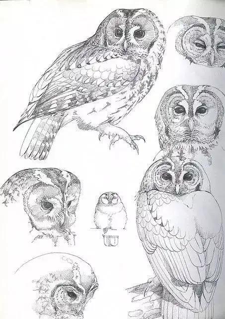 如何画一只老鹰,画一只帝王暴龙(快收藏起来临摹学习吧) 如何画一只老鹰,画一只帝王暴龙(快收藏起来临摹学习吧)
