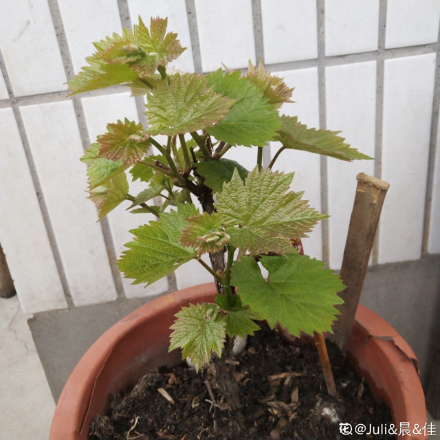 葡萄的种植方法和技术，巨峰葡萄种植技术及种植注意事项（葡萄不爬藤也能长）