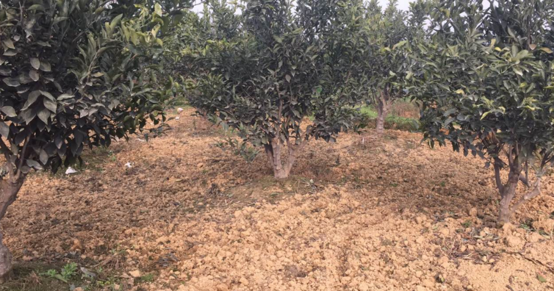 土壤板结如何快速改良，养花土壤板结浇点酸水就能解决（土壤板结对作物影响太大了）