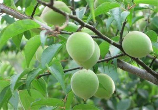 桃梅的种植方法(红梅的果实可以种植吗)-娱宸网