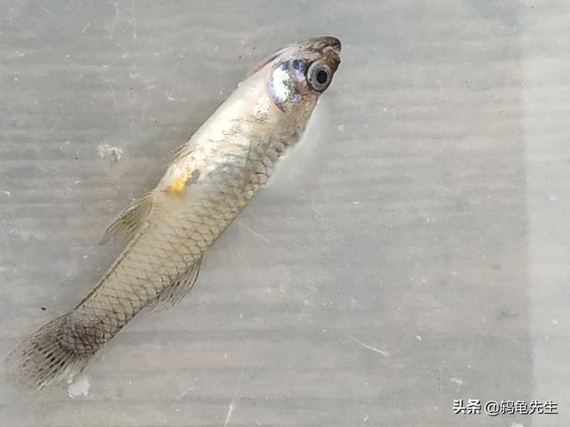 水族箱水霉菌怎么办，水族箱黑色霉菌（观赏鱼感染水霉菌得了水霉病怎么办）