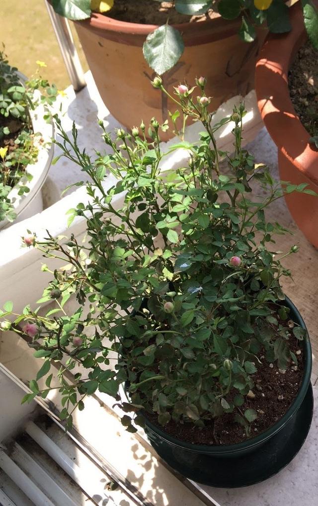 月季多头开花的方法，为什么月季只有1个花苞