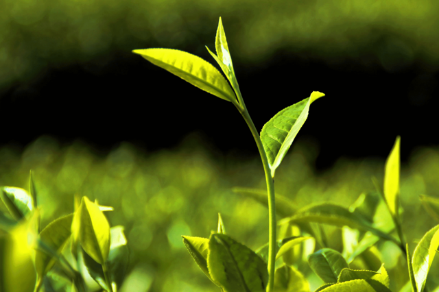 绿茶对胃有影响吗，喝绿茶对胃有伤害吗（绿茶健康问题众说纷纭）