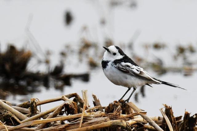 水鸡是什么，水鸡是什么车（西方秧鸡、叽咋柳莺......）