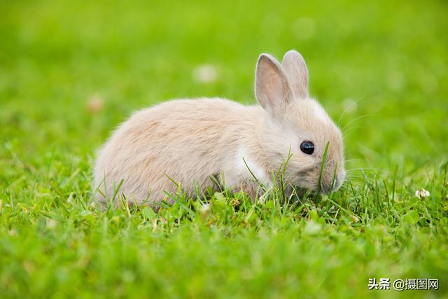 可爱的小白兔很可爱图片