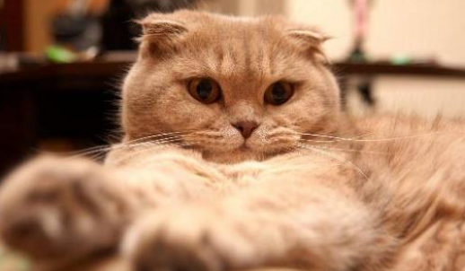 苏格兰折耳猫图片，折耳猫有什么品种（让很多人都不敢养）