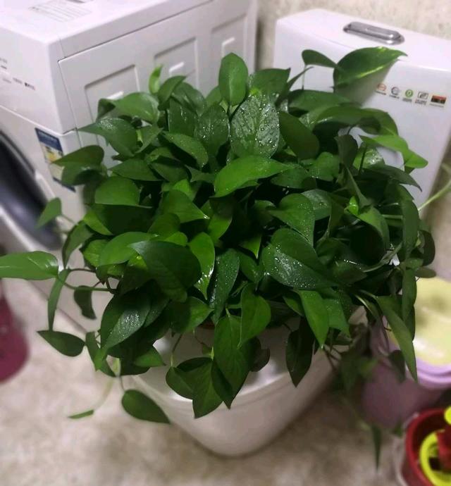 绿萝喜欢阳光吗，绿萝喜欢在什么样的环境中生长（养好绿萝太简单了）