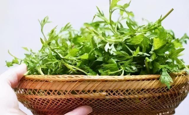 艾草种子什么时候播种，艾草什么时间播种（养生生活从栽种一棵艾草开始）