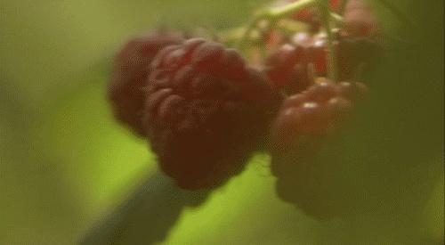 田螺吃哪个部位示范图，田螺的吃法吃那个部位（可能会感染中枢神经）
