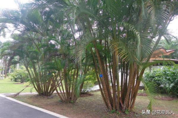 凤尾竹怎么养，凤尾竹怎么养家庭养法（凤尾竹的家庭养殖方法）