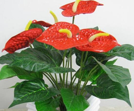 红掌有哪些品种，红掌有哪些品种名称（红掌品种图片大全）