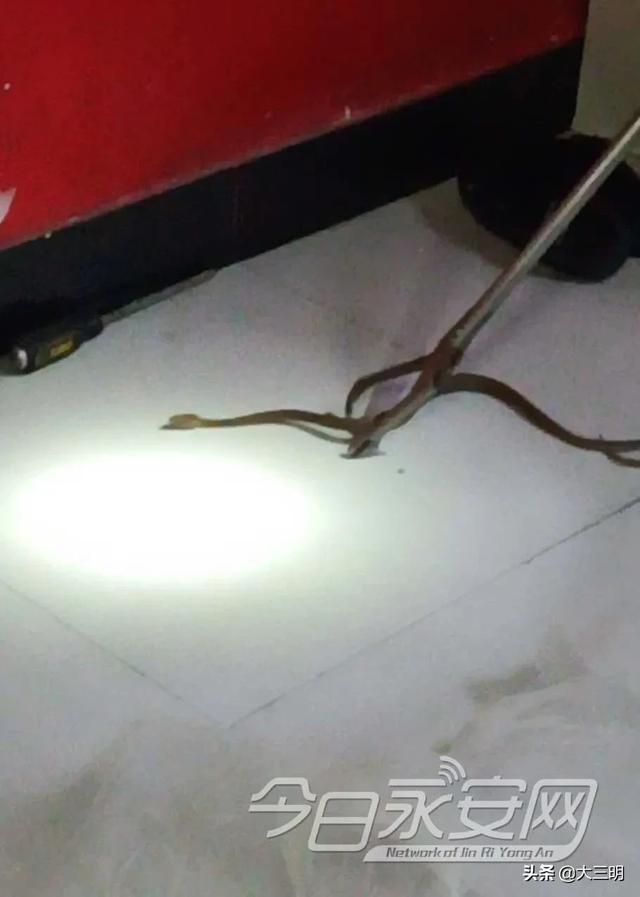 蛇的形态特征和生活习性，蛇的形态特点（永安人，蛇出没）