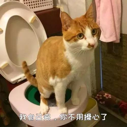 猫砂是什么东西，你知道猫砂是什么垃圾吗