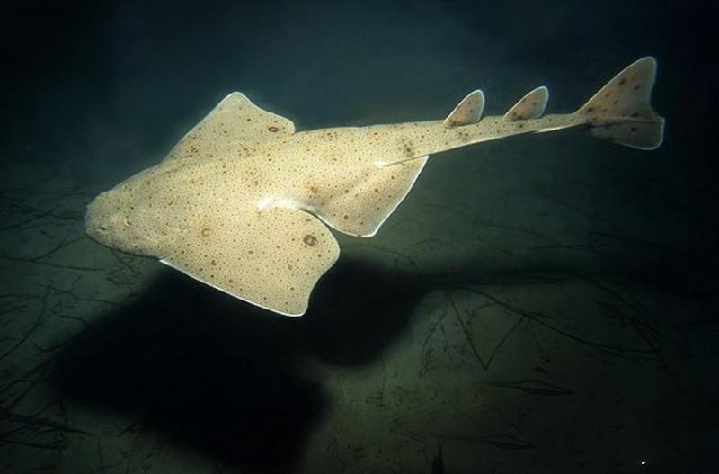 鲨鱼种类图片介绍大全(百科分享) - 去钓鱼