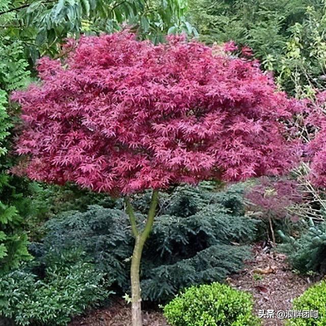 什么样的枫树填空。，什么的枫树填空词语二年级（增添了花园四季色彩之美）