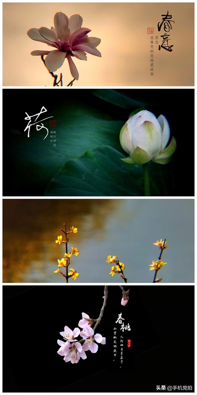 轻烟老树寒鸦什么意思，轻烟老树寒鸦前面一句是什么（不妨跟着“古诗”拍拍看）